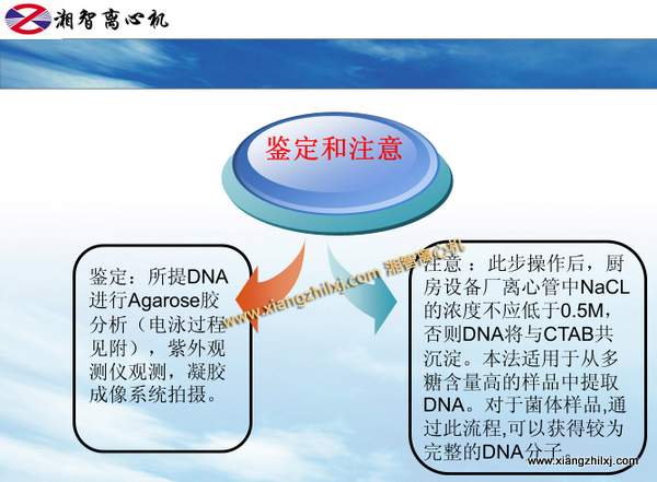 用高速離心機提取細菌DNA的課件